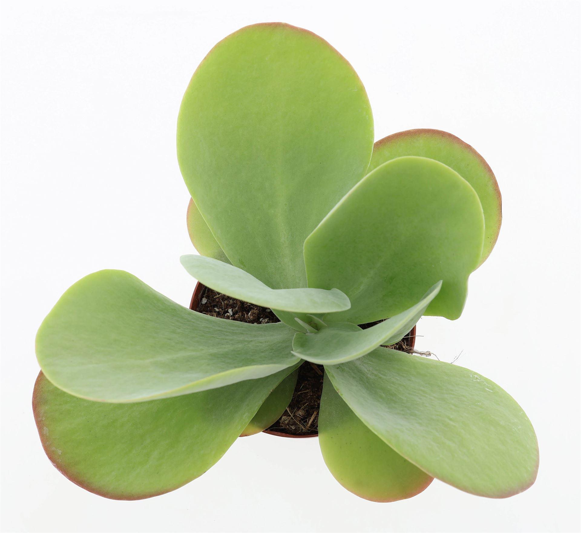 Горшечные цветы и растения оптом Kalanchoe Nf Thyrsiflora red Lips от 6шт из Голландии с доставкой по России