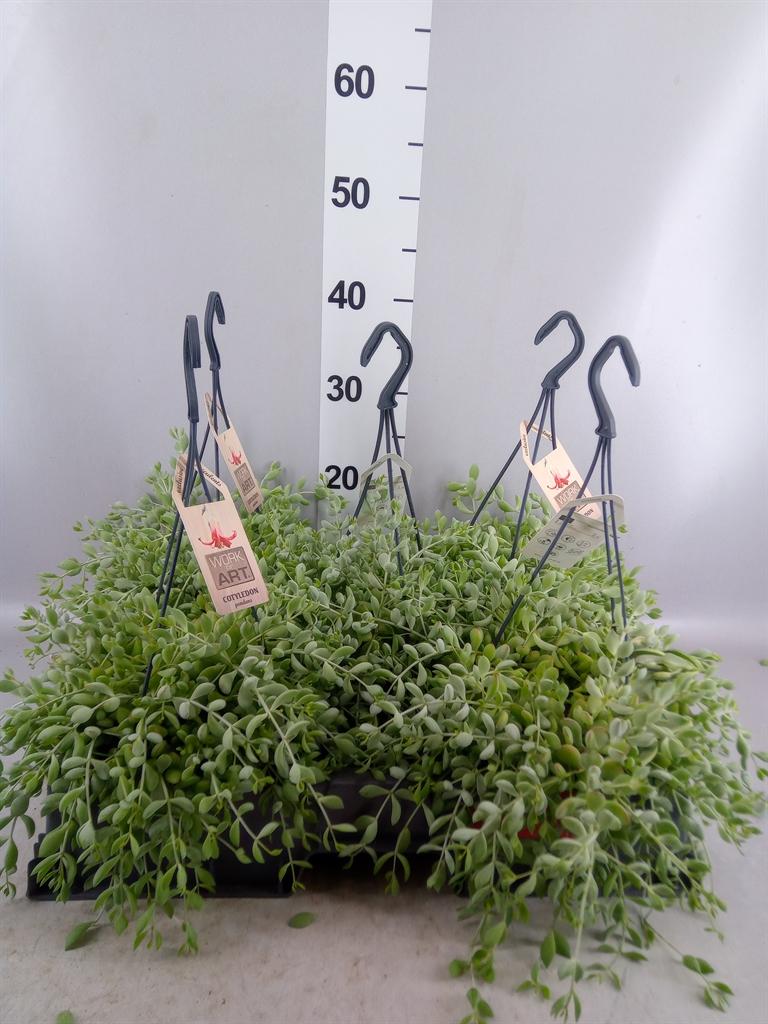 Горшечные цветы и растения оптом Cotyledon Pendens от 3шт из Голландии с доставкой по России
