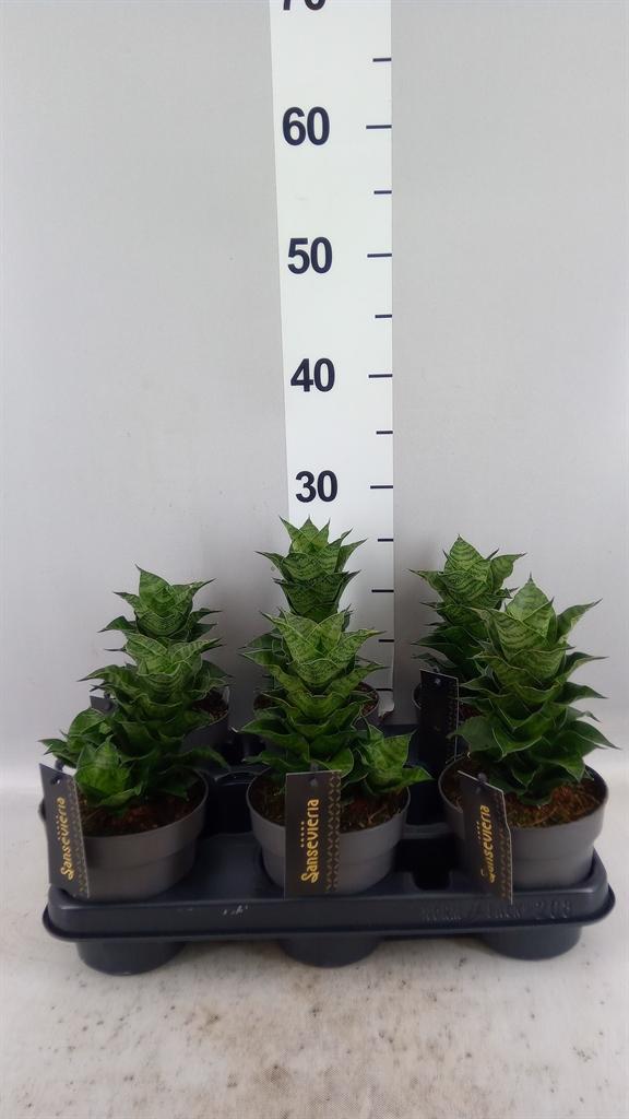 Горшечные цветы и растения оптом Sansevieria ... от 6шт из Голландии с доставкой по России