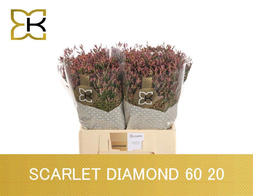 Срезанные цветы оптом Limonium scarlett diamond от 100шт из Голландии с доставкой по России