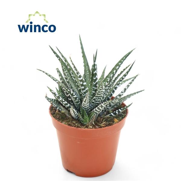 Горшечные цветы и растения оптом Haworthia Fasciata Big Band от 20шт (для телеги) из Голландии с доставкой по России