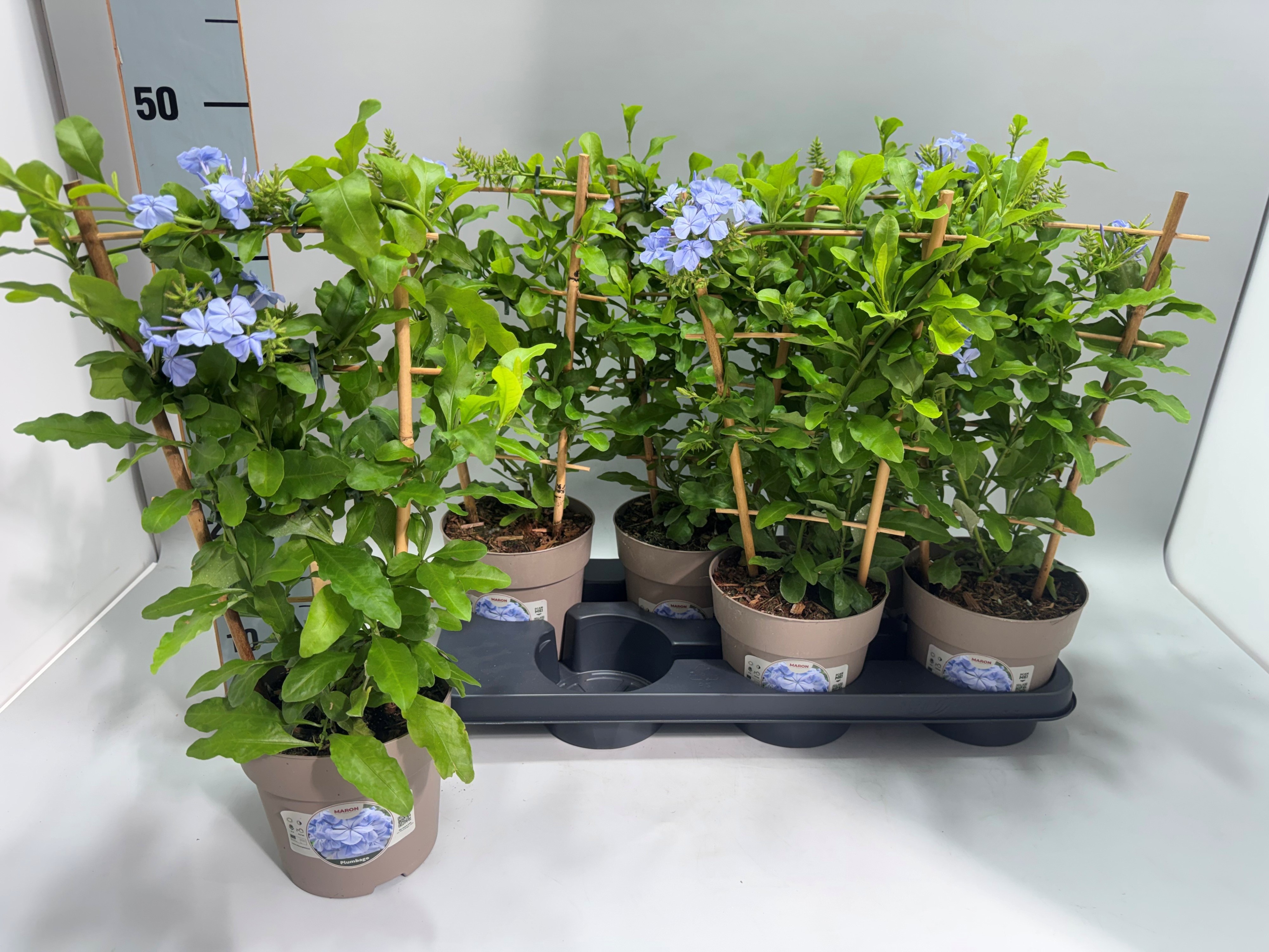 Горшечные цветы и растения оптом Plumbago Auriculata от 6шт из Голландии с доставкой по России