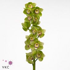 Срезанные цветы оптом Cymbidium green waylands majestic от 8шт из Голландии с доставкой по России