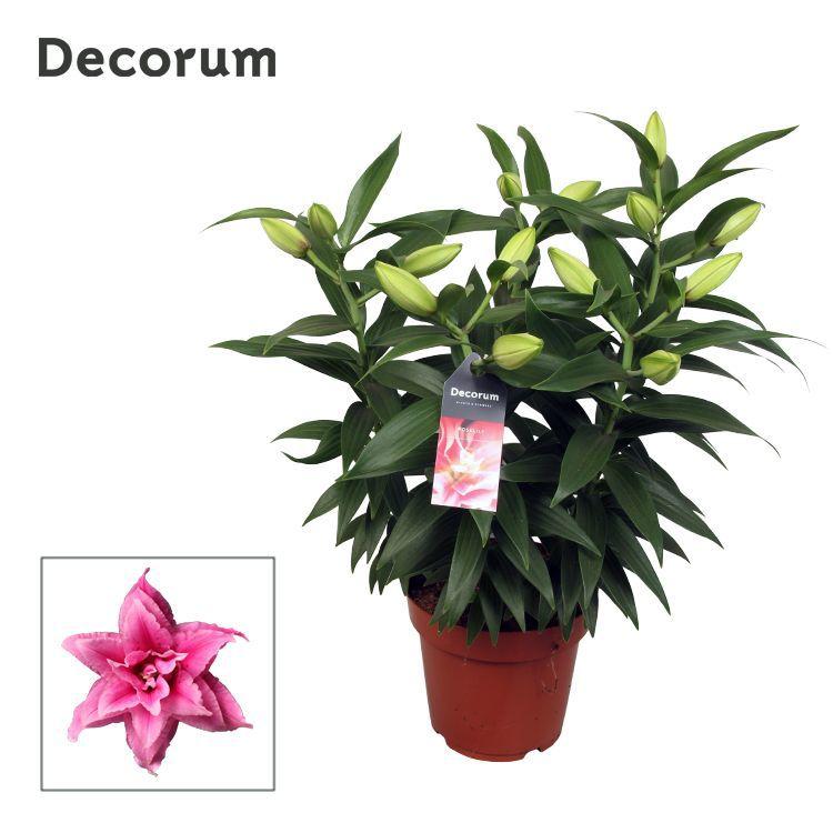 Горшечные цветы и растения оптом Lilium Or Roselily Esra 5pp от 5шт из Голландии с доставкой по России