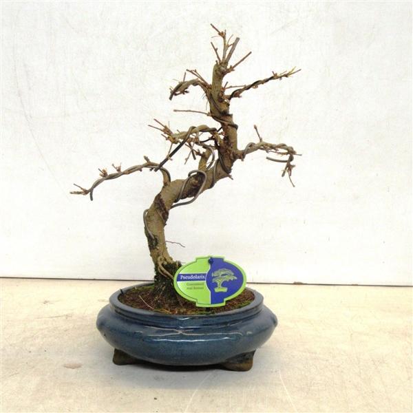 Горшечные цветы и растения оптом Bonsai Pseudolarix Amabilis Without от 2шт из Голландии с доставкой по России