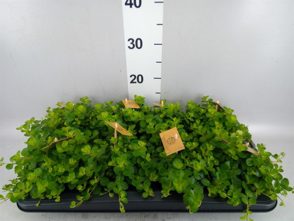 Горшечные цветы и растения оптом Peperomia Rotundifolia от 8шт из Голландии с доставкой по России