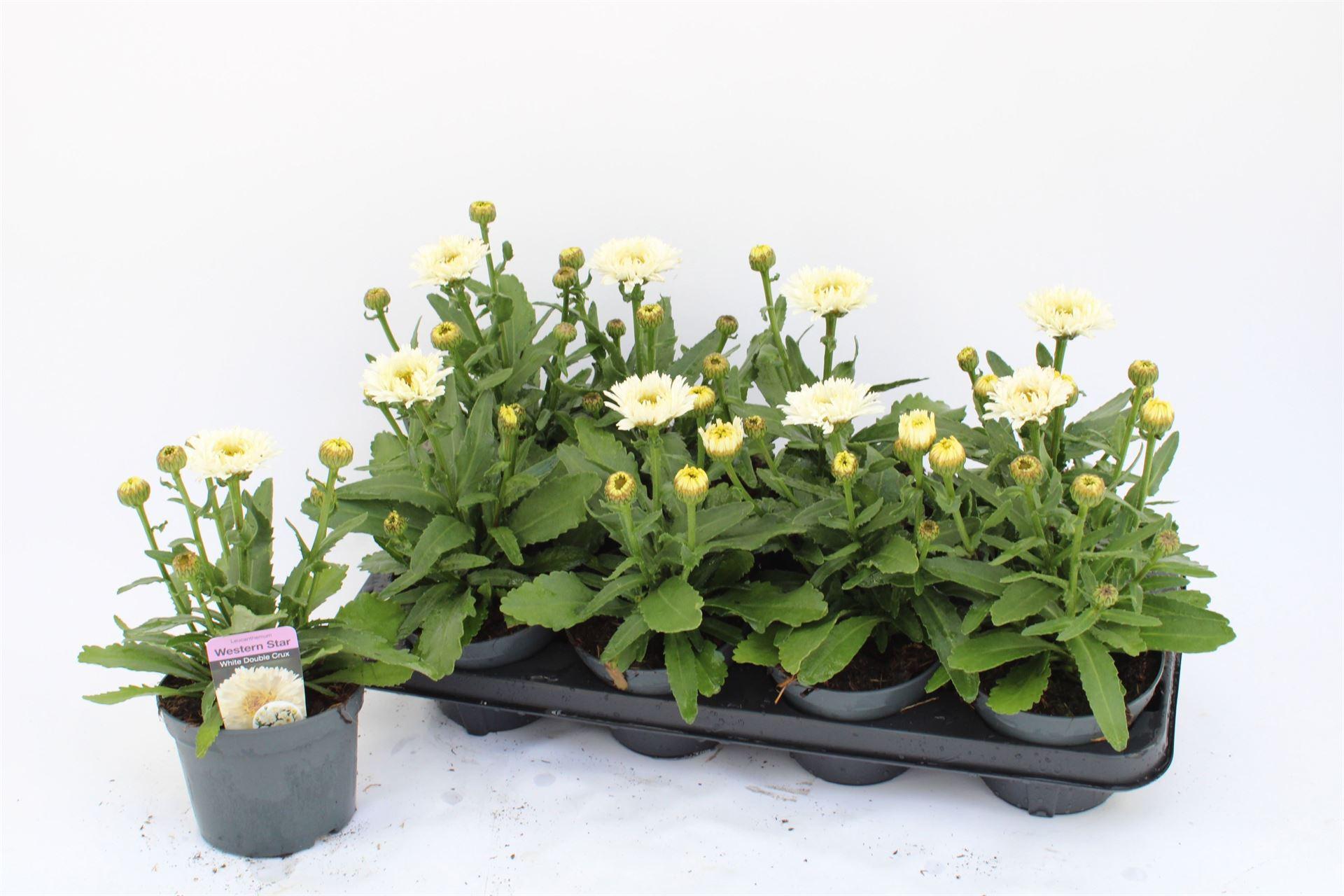 Горшечные цветы и растения оптом Leucanthemum Maximum от 8шт из Голландии с доставкой по России