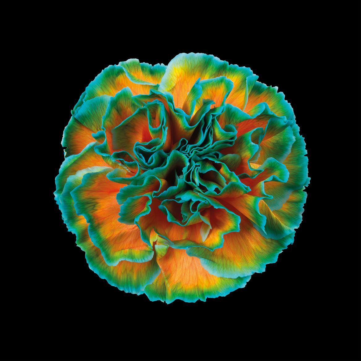 Срезанные цветы оптом Dianthus st paint curacao от 80шт из Голландии с доставкой по России Срезанные цветы оптом Dianthus st paint curacao от 80шт из Голландии с доставкой по России