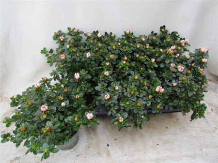 Горшечные цветы и растения оптом Rhodo Si Sachsen Gem от 6шт из Голландии с доставкой по России