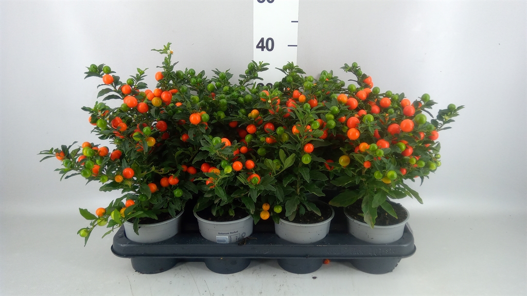 Горшечные цветы и растения оптом Solanum Pseudocapsicum bartoli от 8шт из Голландии с доставкой по России