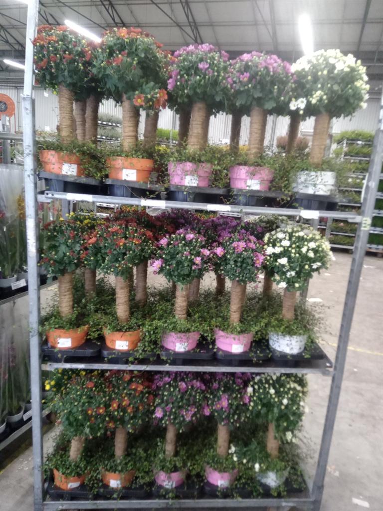 Горшечные цветы и растения оптом Chrysanthemum ..gr от 3шт из Голландии с доставкой по России