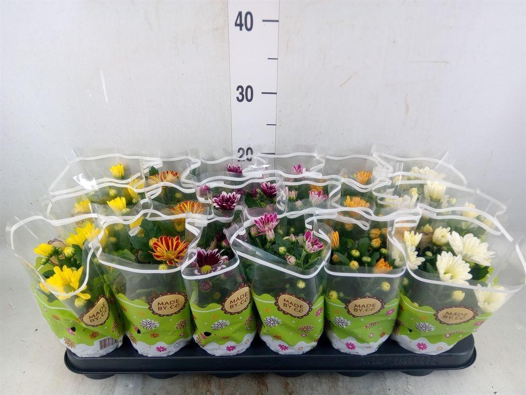 Горшечные цветы и растения оптом Chrysanthemum   ..mix 6 от 18шт (для телеги) из Голландии с доставкой по России