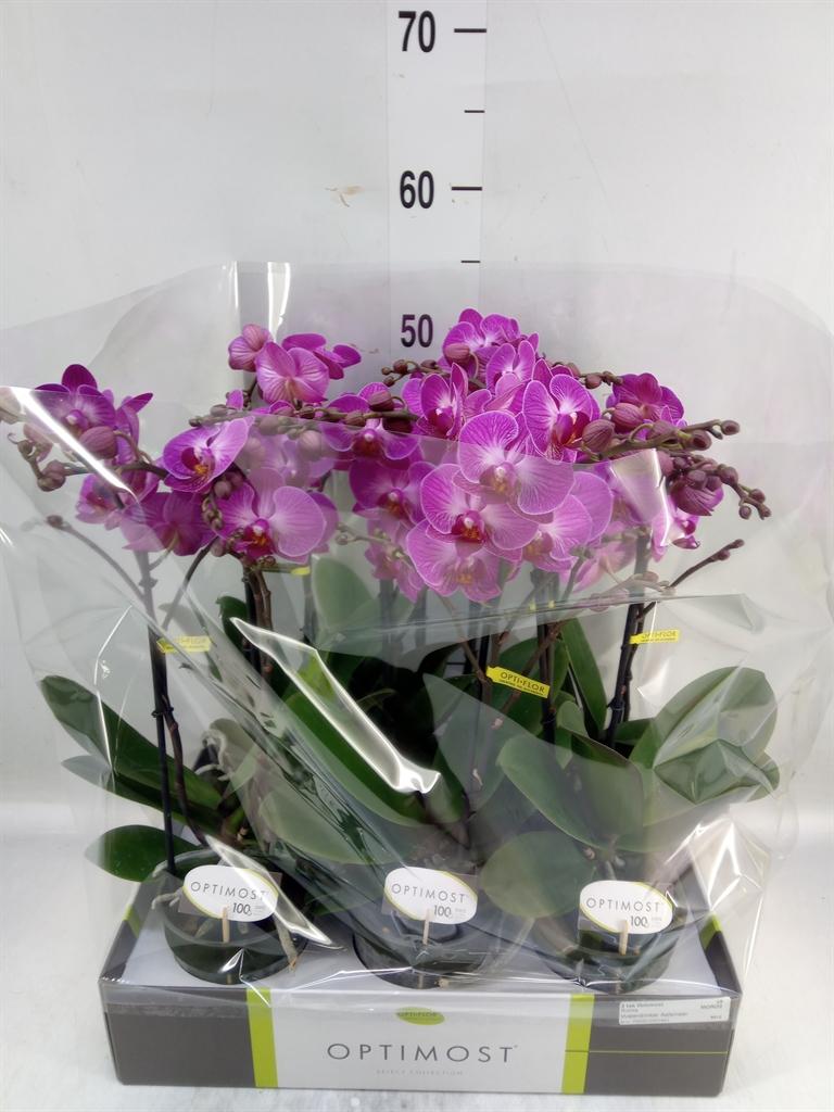 Горшечные цветы и растения оптом Phalaenopsis Multi.   ...lilac от 6шт из Голландии с доставкой по России