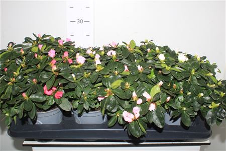 Горшечные цветы и растения оптом Rhodo Si Vogel Gem от 8шт из Голландии с доставкой по России