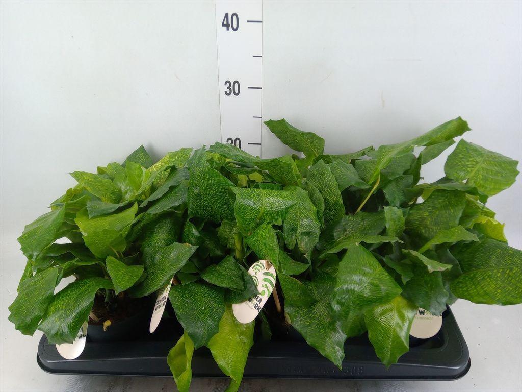 Горшечные цветы и растения оптом Calathea   ... от 8шт из Голландии с доставкой по России