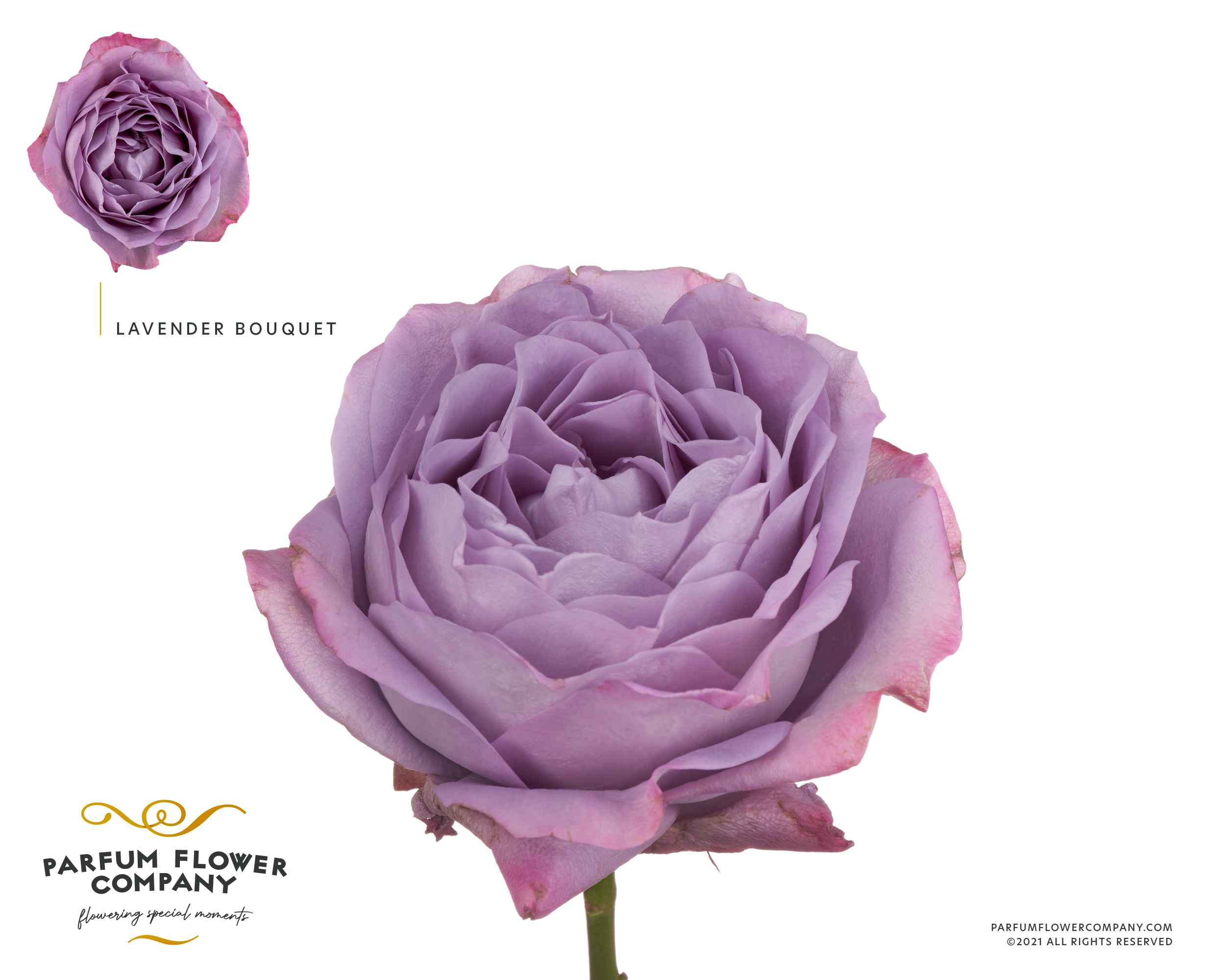 Срезанные цветы оптом Rosa la garden lavender bq от 24шт из Голландии с доставкой по России