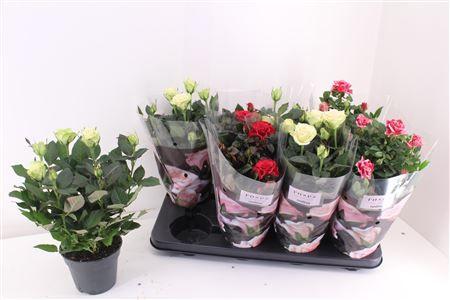 Горшечные цветы и растения оптом Ro Pathit Gem 3 Srt от 8шт из Голландии с доставкой по России