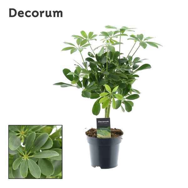 Горшечные цветы и растения оптом Schefflera Compacta On Stem (decorum) от 7шт из Голландии с доставкой по России