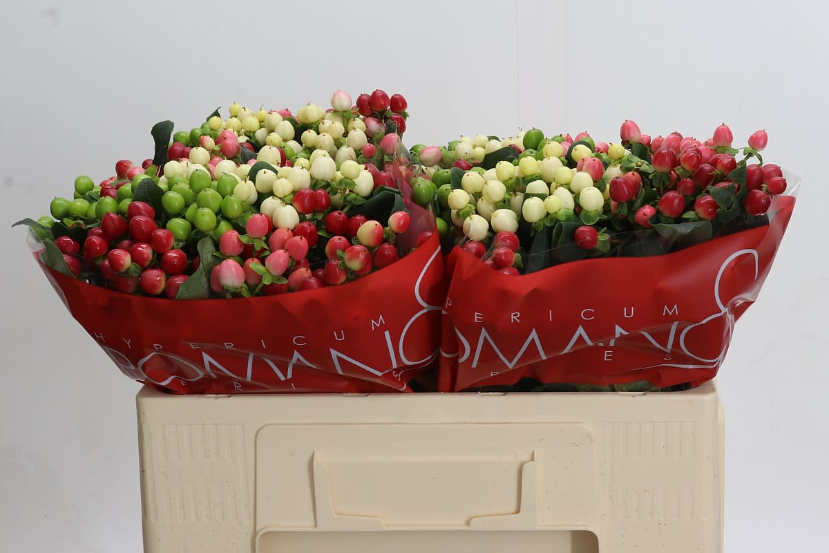 Срезанные цветы оптом Hypericum rainbow romance от 100шт. из Голландии с доставкой по России