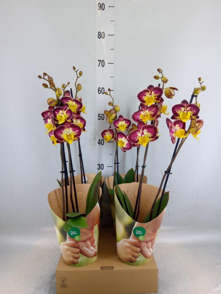 Горшечные цветы и растения оптом Phalaenopsis   ...yellow от 4шт из Голландии с доставкой по России