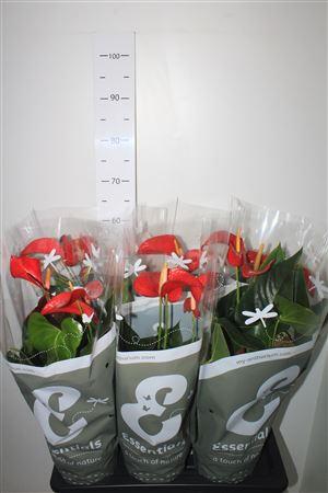 Горшечные цветы и растения оптом Anthu An Red Bull 3-4 от 6шт из Голландии с доставкой по России