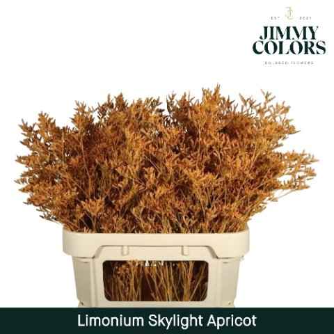 Срезанные цветы оптом Limonium skylight paint apricot от 75шт из Голландии с доставкой по России