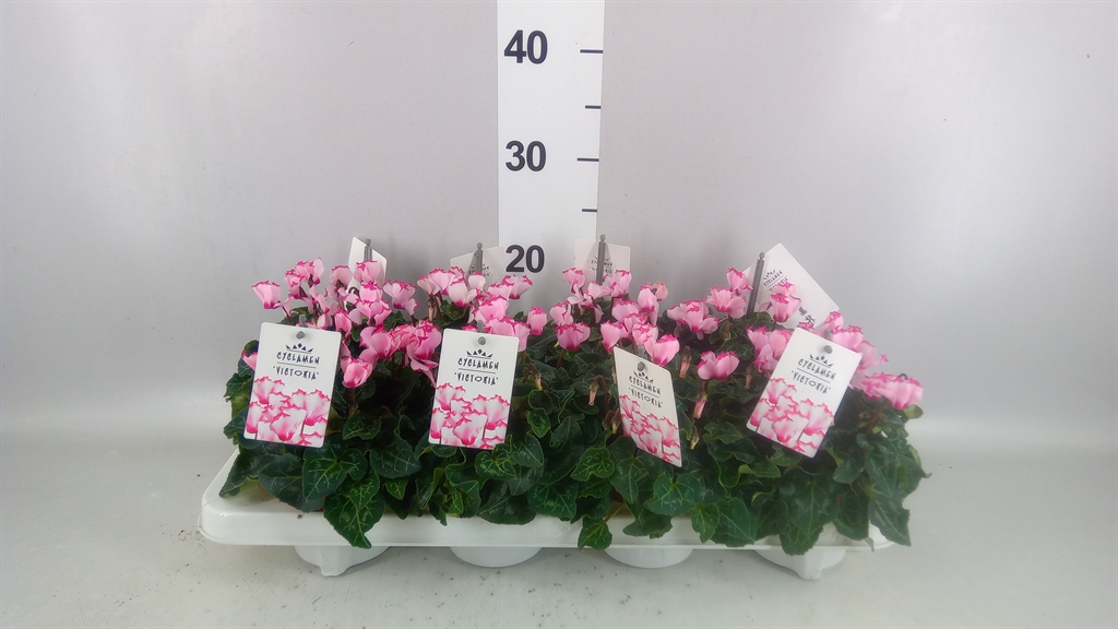 Горшечные цветы и растения оптом Cyclamen Kl metis Victoria от 8шт (для телеги) из Голландии с доставкой по России