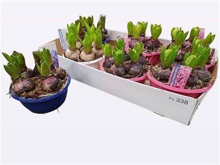 Горшечные цветы и растения оптом Hyacin Gem 3 Kl Schaal от 7шт из Голландии с доставкой по России