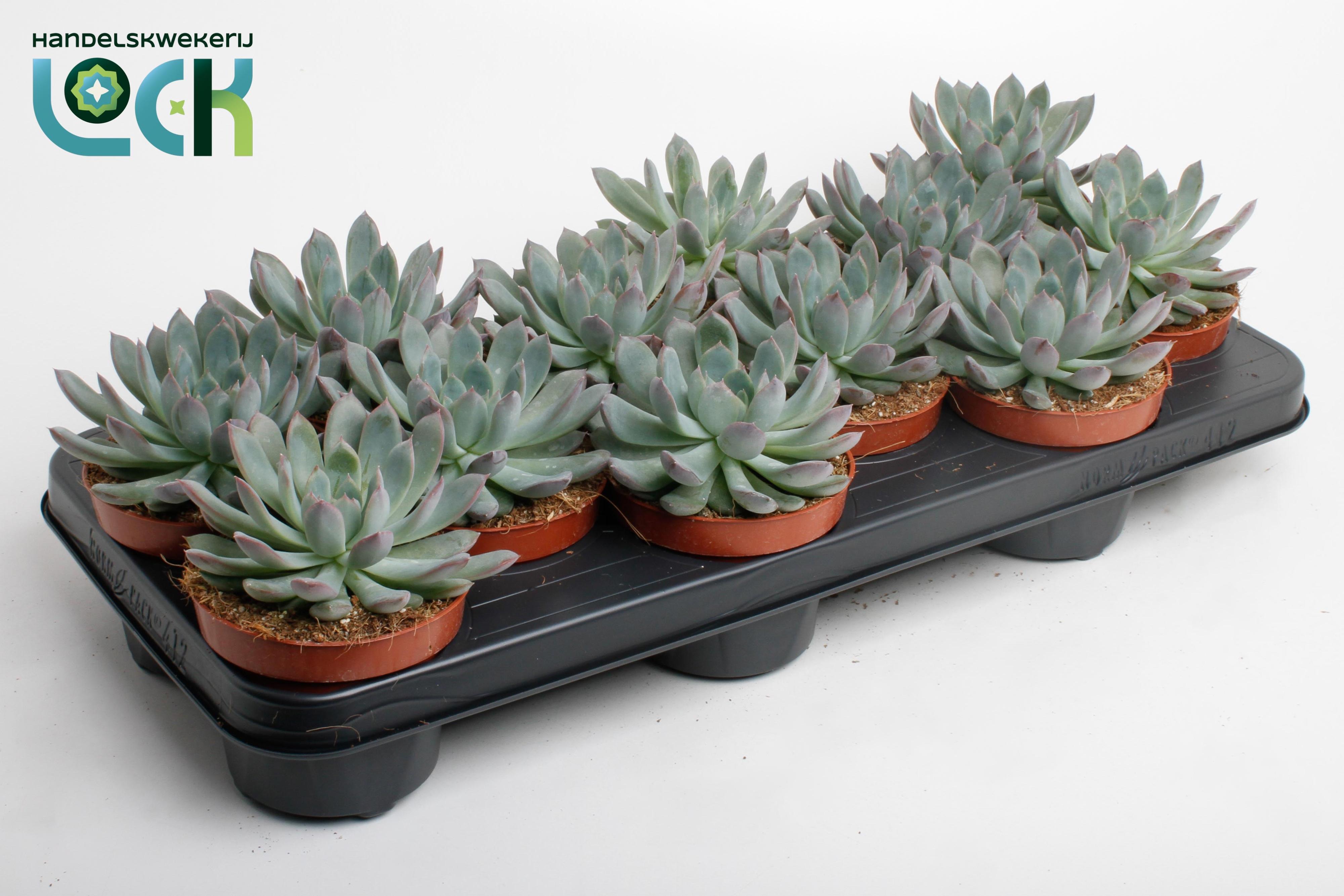 Горшечные цветы и растения оптом Echeveria Pelisuda от 9шт из Голландии с доставкой по России