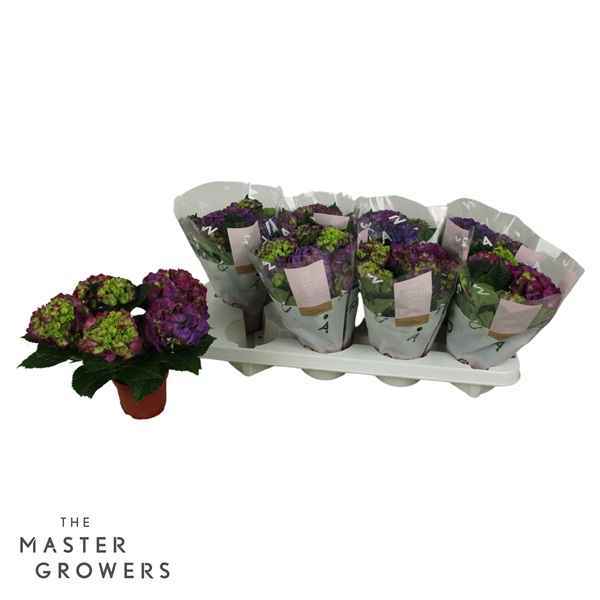 Горшечные цветы и растения оптом Hydrangea Ma Ningbo 3+ от 8шт из Голландии с доставкой по России