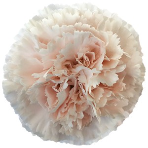 Срезанные цветы оптом Dianthus st brut от 240шт из Голландии с доставкой по России