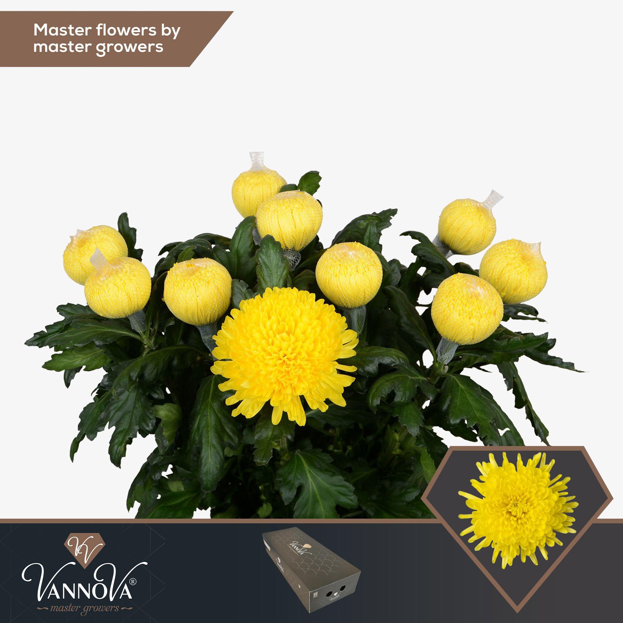 Срезанные цветы оптом Chrys bl pjotr от 120шт из Голландии с доставкой по России