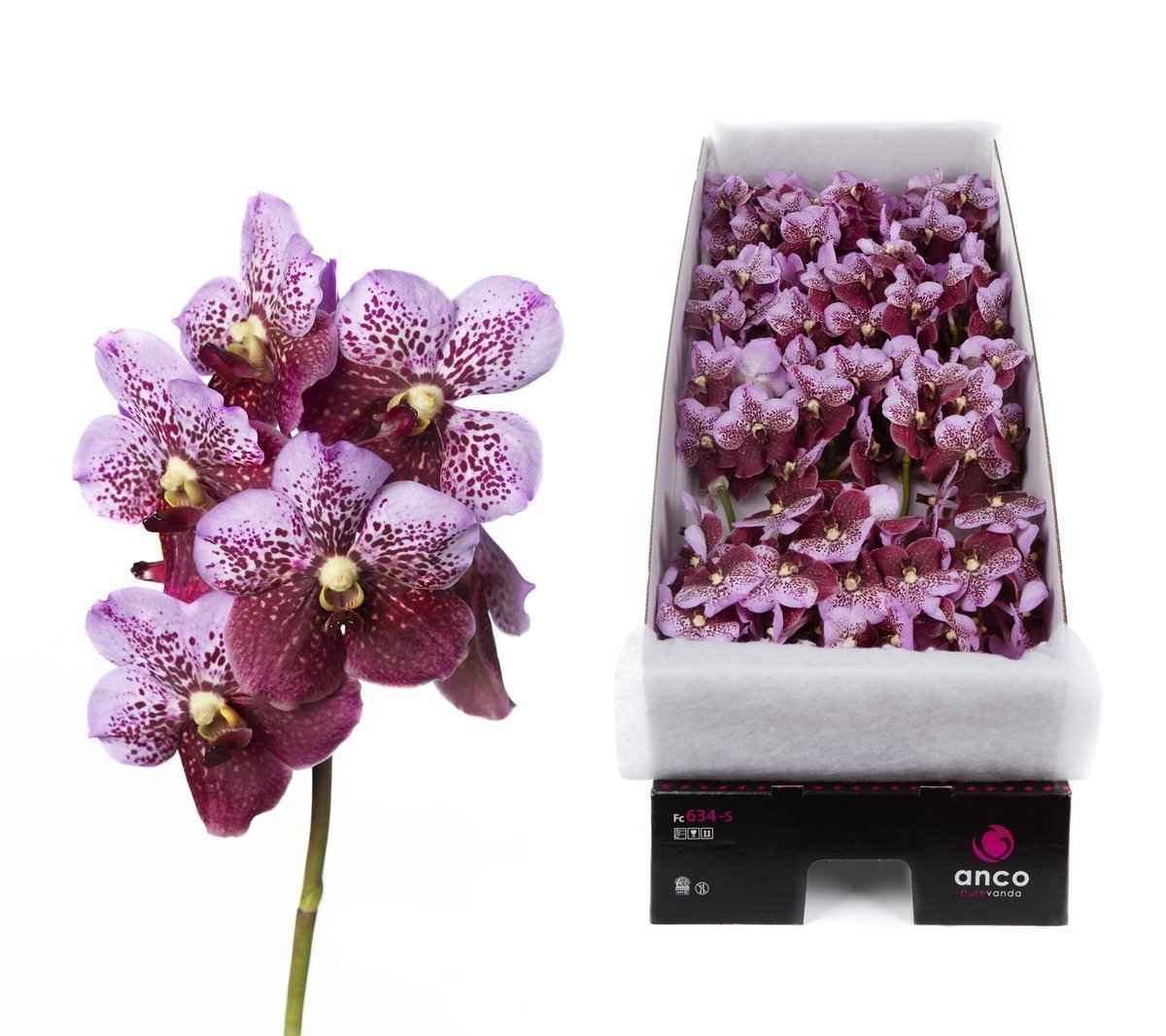 Срезанные цветы оптом Vanda divana pink and mahogany per stem от 4шт.. из Голландии с доставкой по России