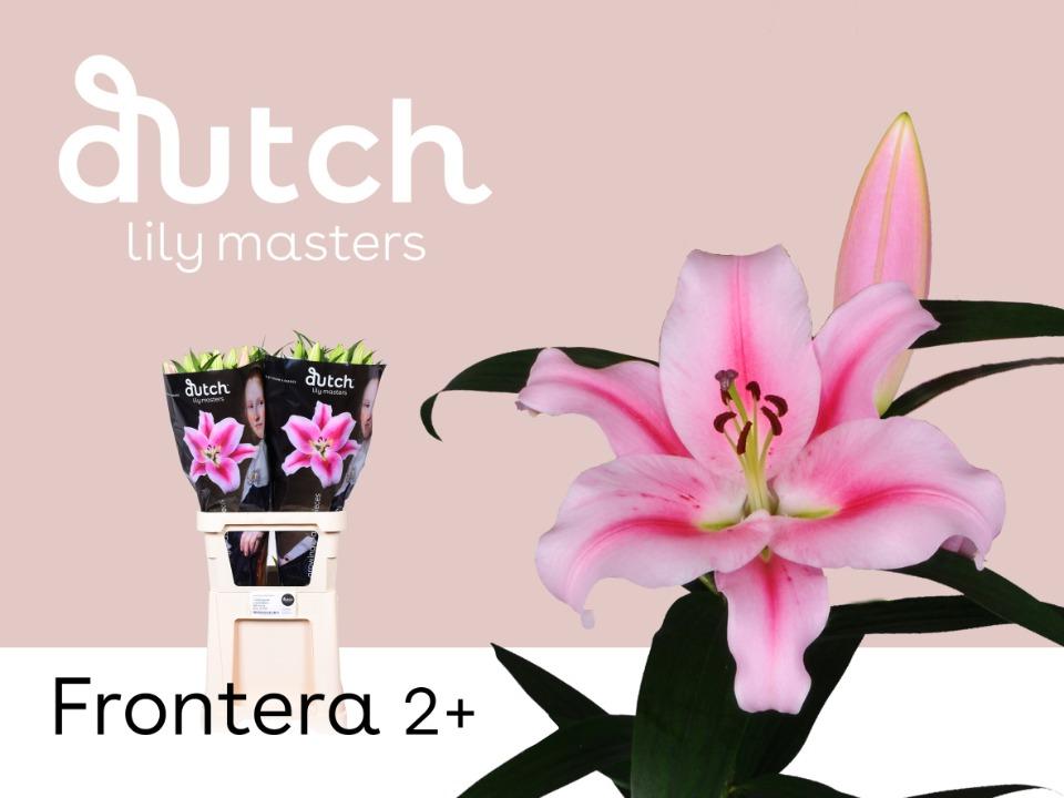 Срезанные цветы оптом Lilium or frontera от 40шт из Голландии с доставкой по России