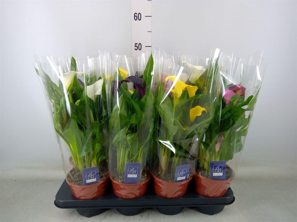 Горшечные цветы и растения оптом Zantedeschia   ...mix от 8шт из Голландии с доставкой по России