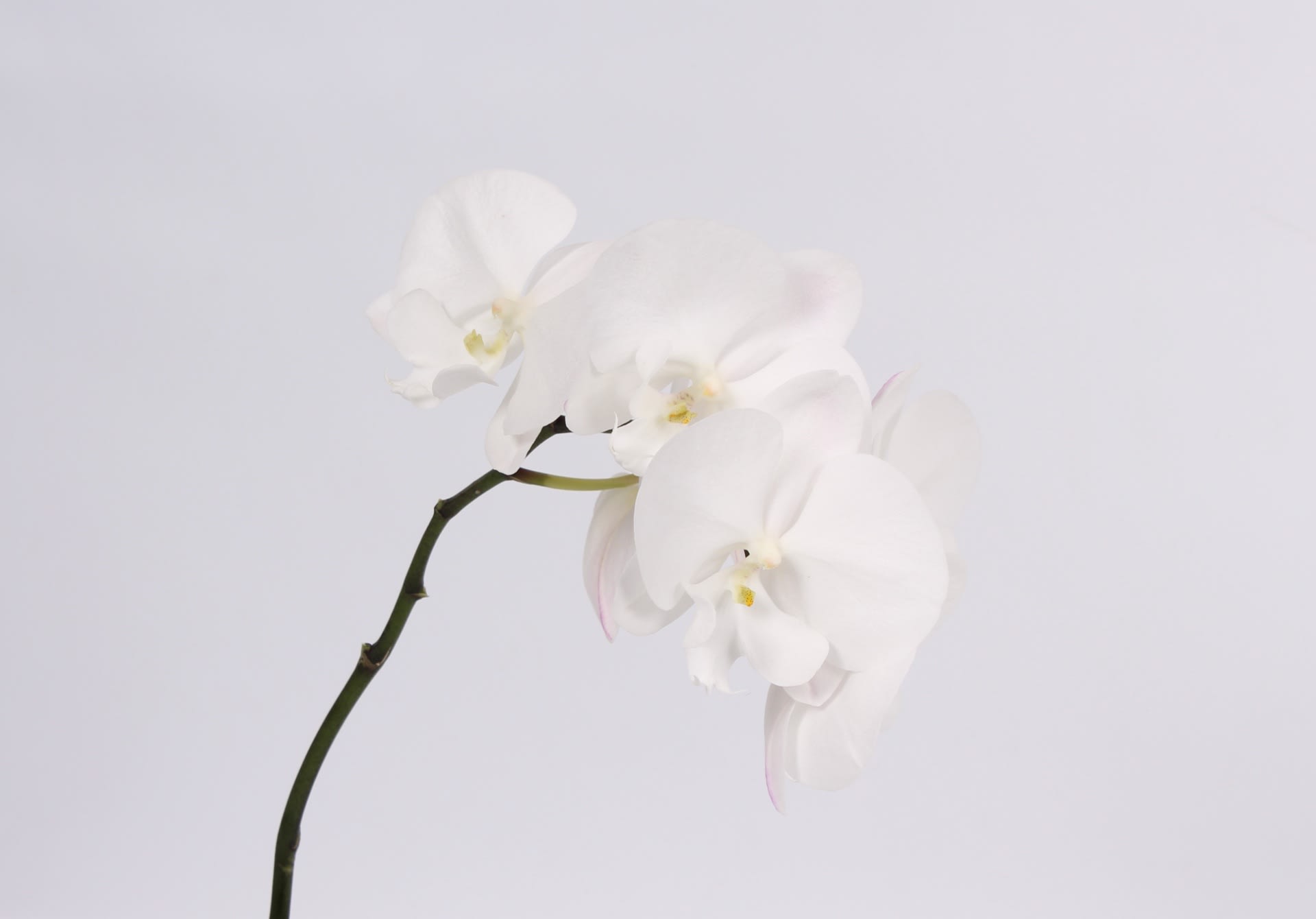 Срезанные цветы оптом Phalaenopsis white lips (per stem) от 24шт из Голландии с доставкой по России