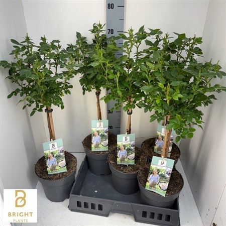 Горшечные цветы и растения оптом Rosa St Ov Stam от 5шт из Голландии с доставкой по России