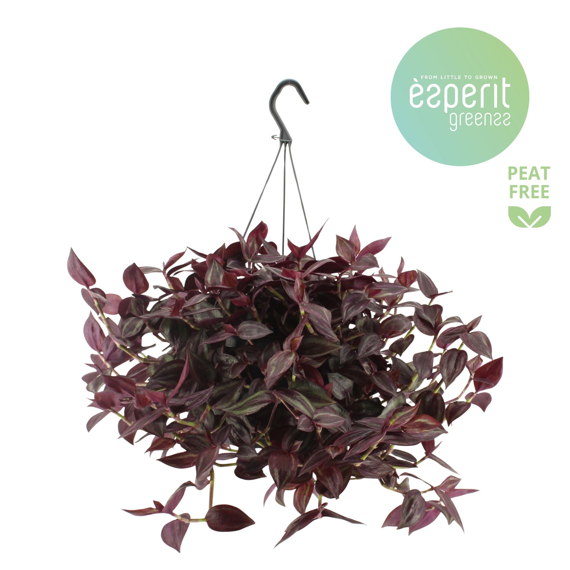 Горшечные цветы и растения оптом Tradescantia Jewel Red Hangpot от 6шт из Голландии с доставкой по России