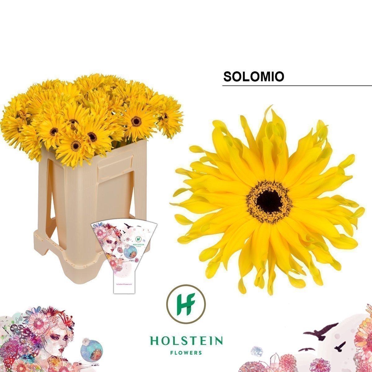 Срезанные цветы оптом Gerbera gerpasta solomio от 50шт из Голландии с доставкой по России