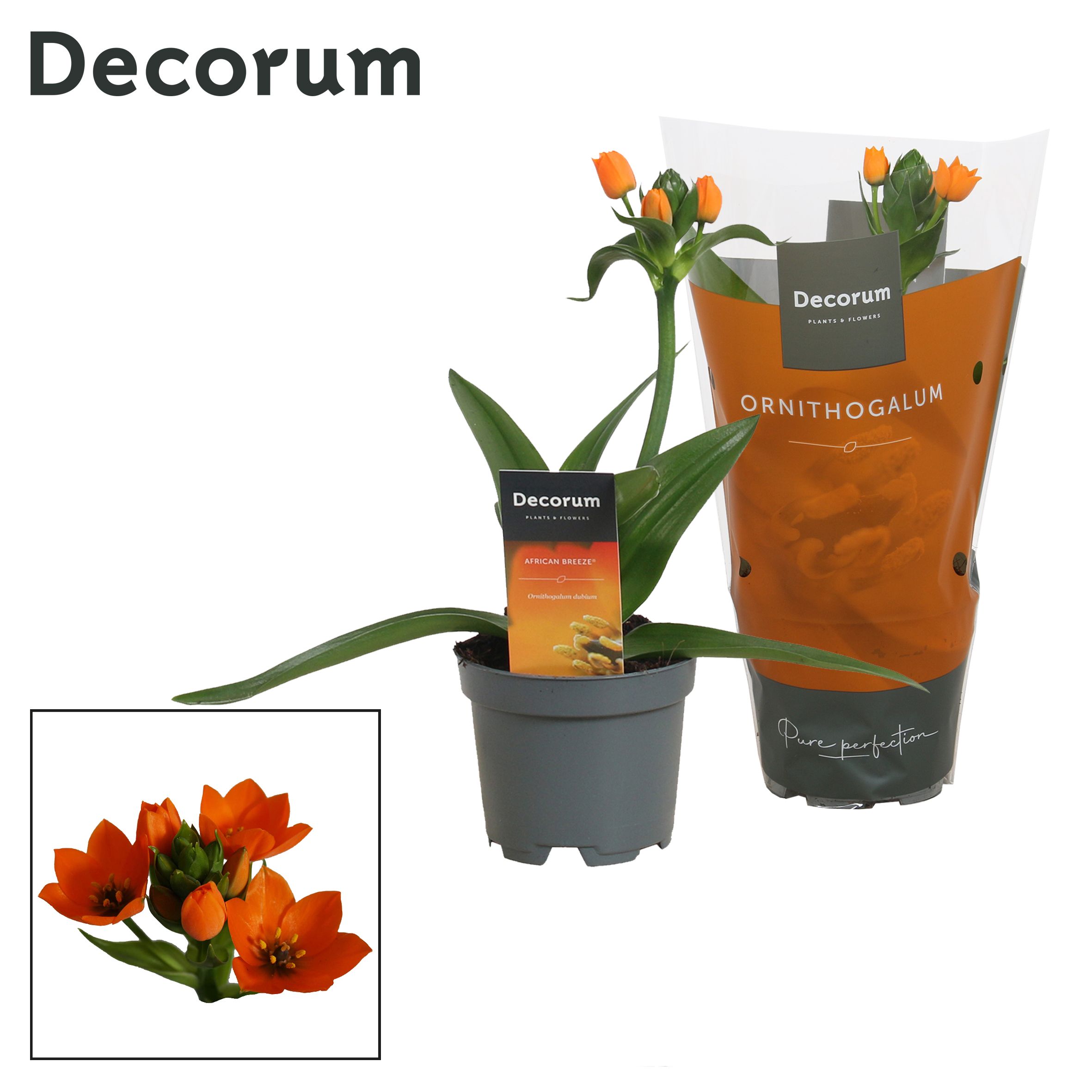 Горшечные цветы и растения оптом Ornithogalum Dubium Orange 1pp (decorum) от 11шт из Голландии с доставкой по России
