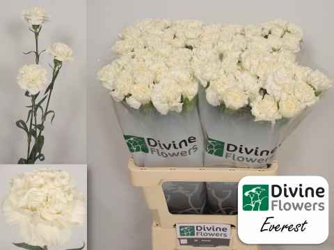 Срезанные цветы оптом Dianthus st everest от 80шт из Голландии с доставкой по России