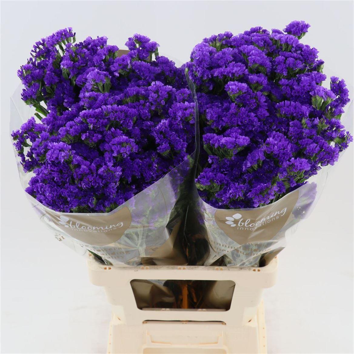 Срезанные цветы оптом Statice navy sun birds от 50шт из Голландии с доставкой по России