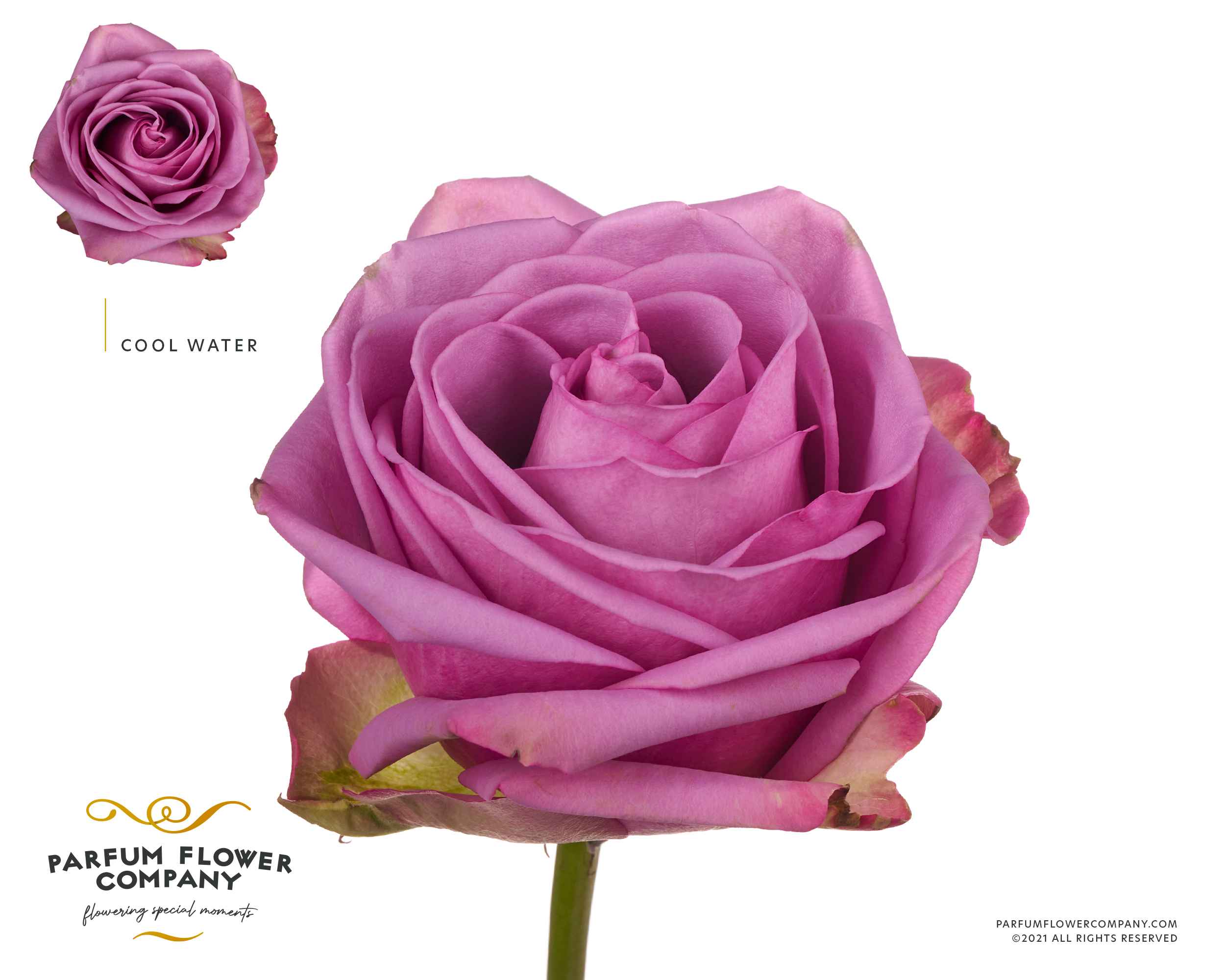 Срезанные цветы оптом Rosa la cool water! от 24шт из Голландии с доставкой по России