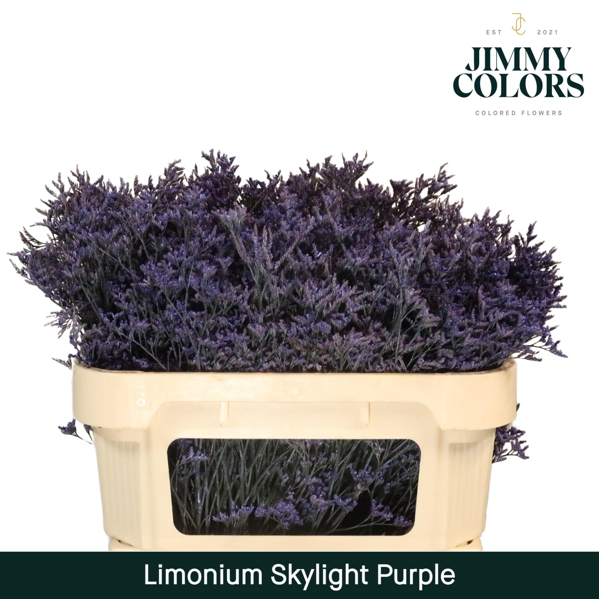Срезанные цветы оптом Limonium paint purple от 25шт из Голландии с доставкой по России