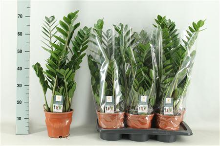 Горшечные цветы и растения оптом Zamio Zamiifolia 3-4 P17 Spring Deal от 6шт из Голландии с доставкой по России