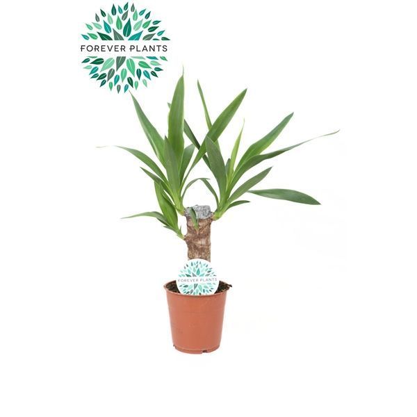 Горшечные цветы и растения оптом Yucca 20cm Stem 2+ от 10шт из Голландии с доставкой по России