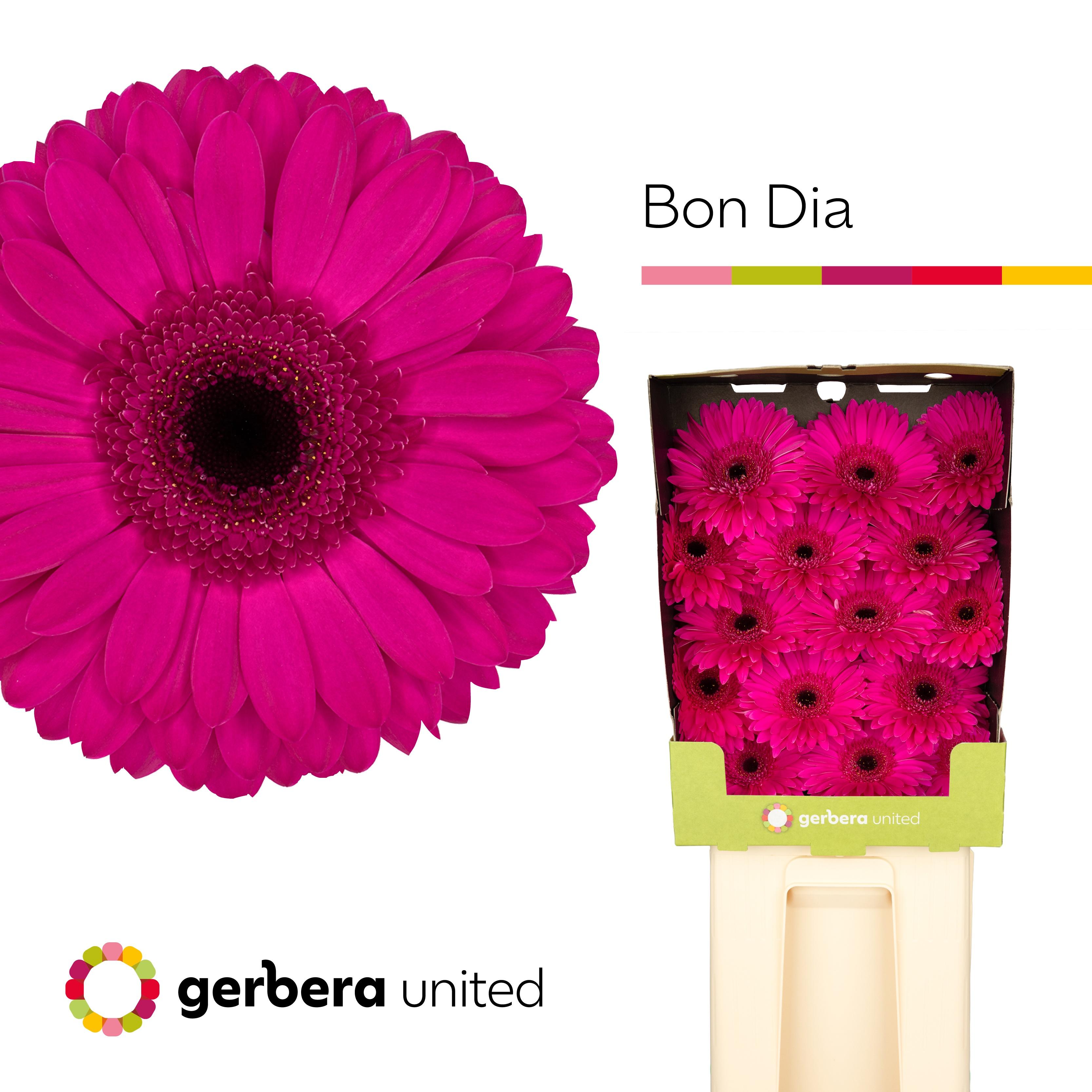 Срезанные цветы оптом Gerbera diamond bon dia от 30шт из Голландии с доставкой по России
