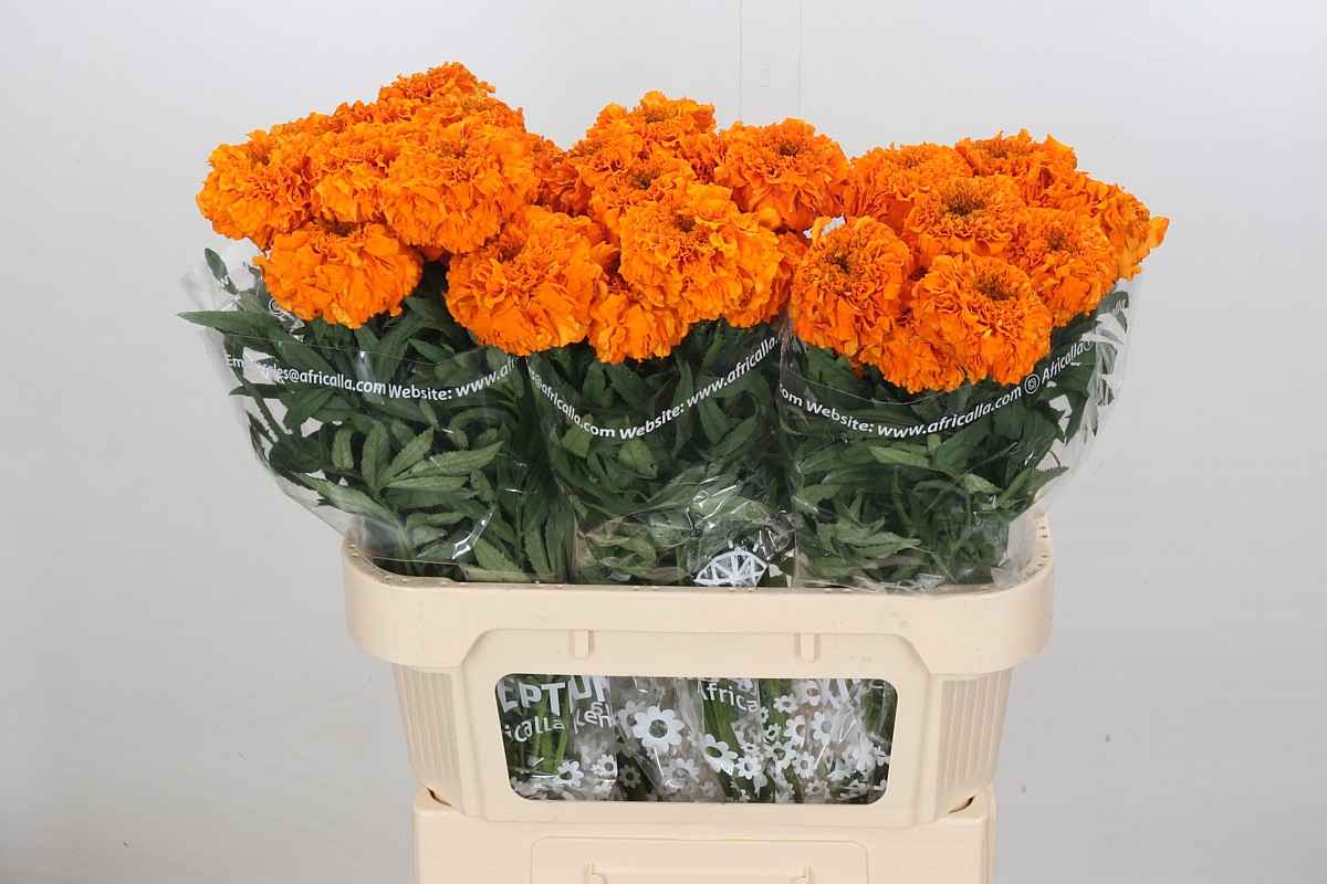 Срезанные цветы оптом Tagetes promise orange от 40шт из Голландии с доставкой по России