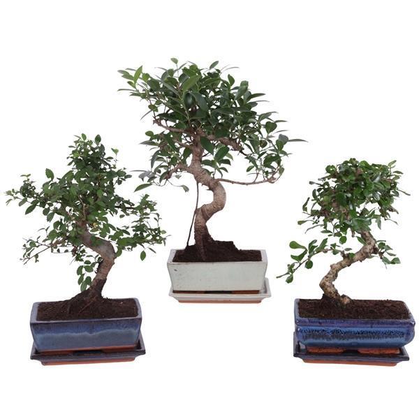 Горшечные цветы и растения оптом Bonsai Mix In Ceramic S-shape With Saucer от 6шт из Голландии с доставкой по России
