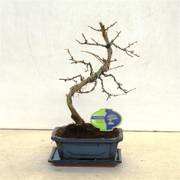 Горшечные цветы и растения оптом Bonsai Ipseudolarix Amabilis Without от 5шт из Голландии с доставкой по России
